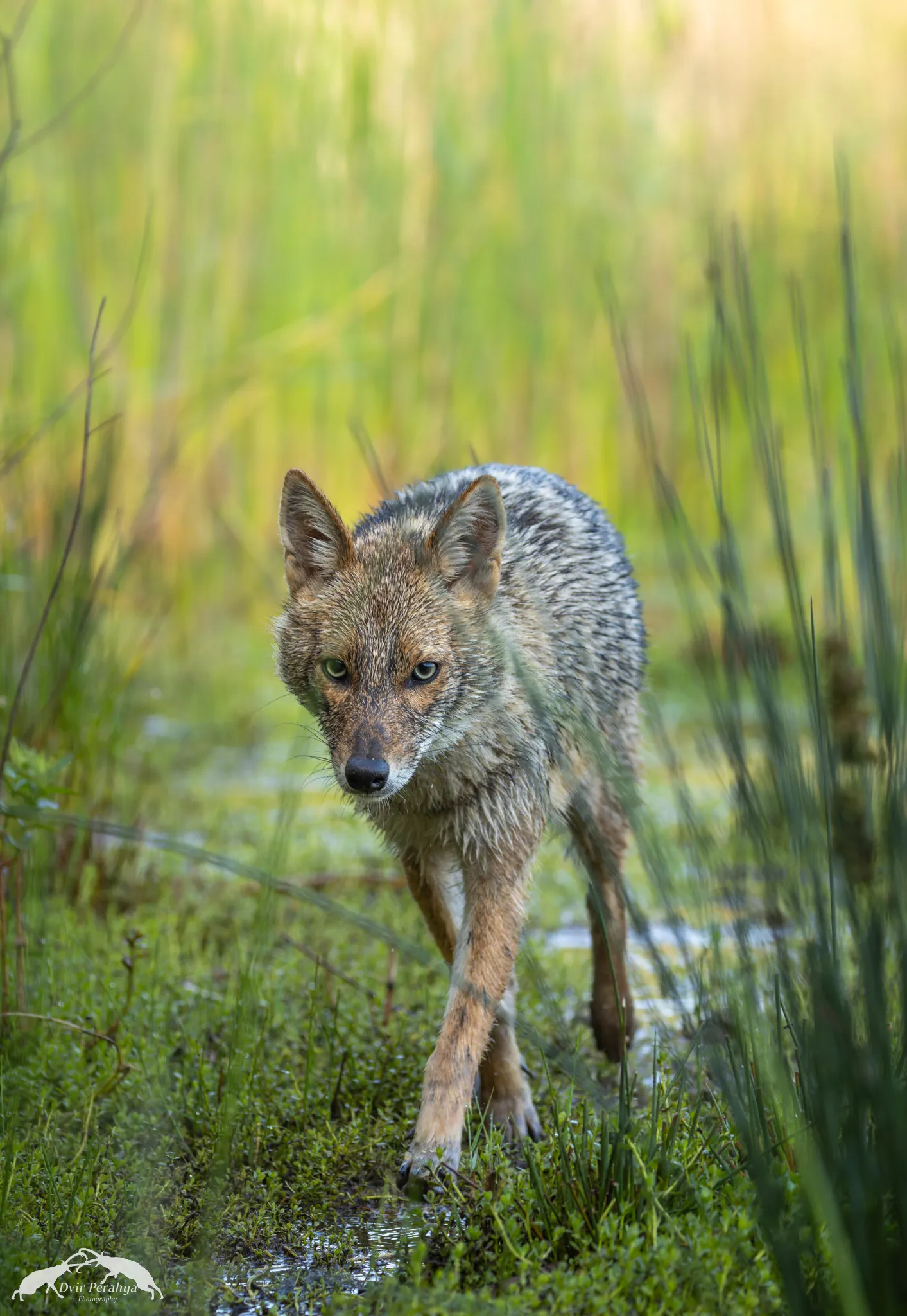 Tel Dor beach at sunset